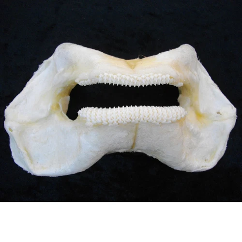 ZEBRA CARPET SHARK Stegostoma fasciatum or varium JAW marine biology - image 1 of 1