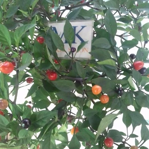 AJI ORNAMENTAL, CAP 1546,Capsicum annuum,10 SEEDS,SEMILLAS ,cosecha propia (35) - Picture 1 of 1