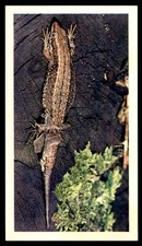 Grandee Britain's Wayside Wildlife 1988 - Common Lizard No. 25