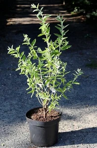 Schmalblättrige Ölweide Russische Olive Elaeagnus angustifolia 60-100 cm im Topf - Bild 1 von 3
