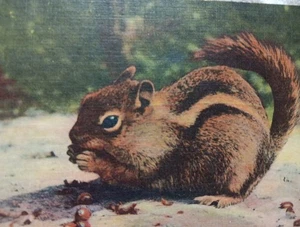 Chipmunk Linen 1958 Very Good Condition - Picture 1 of 3