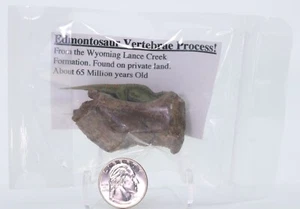 Fossil Dinosaur Edmontosaurus Vertebra Process Encapsulated Wyoming COA 5378 - Picture 1 of 3
