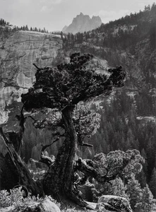 VTG Ansel Adams Yosemite Valley Juniper Tree Engraving Landscape 1936 Mat 12x15 - Picture 1 of 2