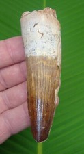 SPINOSAURUS Dinosaur Tooth -  SIZE 4.02  in. REAL FOSSIL - NOT FAKE - NATURAL