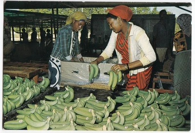 África Somalia Niñas Trabajadoras Plátanos Negro Americana Vintage Foto Postal Foto 1 de 2