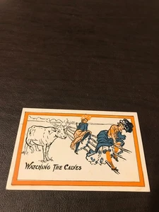 HUMOR - UNPOSTED POSTCARD - WATCHING THE CALVES - Picture 1 of 2