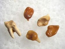 Oligocene Fissure fossil Brooksville 2 Florida - Nototamias Squirrel tooth