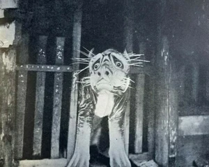 1901 A. E. Pratt Royal Geographical Society in China  illustrated - Picture 1 of 4