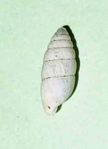Brephulopsis bidens - ENIDAE - Ukraine Land Snail Shell - 10.5mm F+ #6637 - Picture 1 of 2
