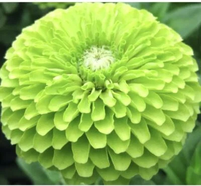 Zinna Dahlia Lime GREEN ENVY 30 PREMIUM ORGANIC SEEDS Zinnia Green Flowers UK EU - Image 1 of 2