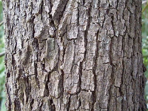 Huile essentielle de Bois de Hô - Bois de Shiu pure et naturelle 50 ml - Imagen 1 de 1