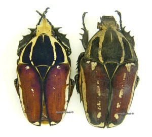Unmounted beetle/Cetoniidae - Mecynorrhina torquata ugandensis, PAIR 10 - Imagen 1 de 1