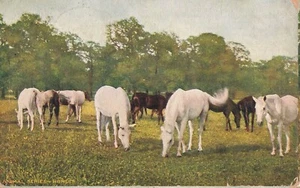 Animal Postcard Horses Foreign - Picture 1 of 2