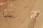 SPIDER Araneae & 2 GNATS Sciaridae fossile Einbeziehung BALTISCHER BERNSTEIN 240208-73 + BILD
