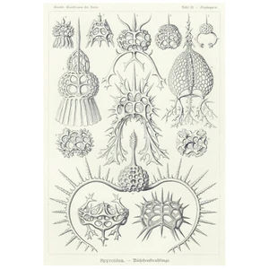 1899 ERNST HAEKEL KUNSTFORMEN seltenes Original Folio: Tafel 22 RADIOLARIA - Bild 1 von 8