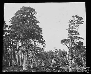 Glass Magic Lantern Slide FOREST OF BALLOCHBUIE C1890 SCOTLAND - Picture 1 of 2