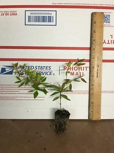 2 Francis Mason Abelia -Live Plants - Picture 1 of 2