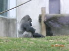 Photo 6x4 Gorillas at Dublin Zoo Islandbridge This is a photo of the gori c2003