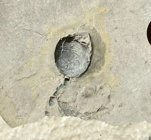 Rare Crinoid Laconocrinus macropetalus from the Silurian Rochester Shale of - Picture 1 of 6