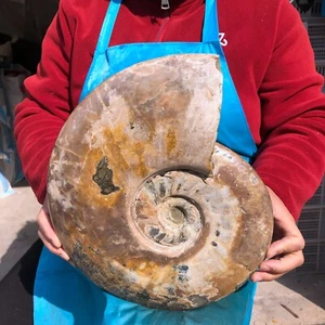 11.13LB Rare! Natural Tentacle Ammonite Fossil Specimen Shell Healing Madagascar - Picture 1 of 13