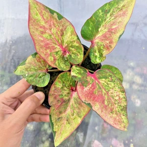 Caladium KhumSap 1 Glühbirne Elefant Ohr Herz Jesu Engel Flügel Thailand - Bild 1 von 6