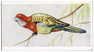 Süße Zigaretten Tropische Vögel Karte Australischer Sittich #1 von 25 - Bild 1 von 2