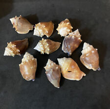 Vintage Lot of Assorted Seashells for Art, Jewelry, Decorating (a)