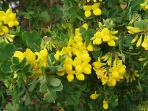 70 Semillas de Coronilla (Coronilla Valentina Glauca) - Picture 1 of 5
