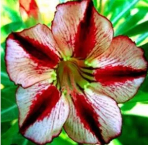 5 semillas de Adenium obesum BONDY ROJO Rosa del Desierto ""semillas frescas" + REGALO - Imagen 1 de 1