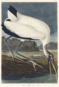 Impresión de arte de pared póster de pájaro americano John James Audubon de madera, ibis de colección - Imagen 1 de 6