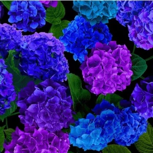 Midnight Bloom•Hydrangea Large Florals, Flower Fabric 100% Cot•BTY*FastShip! - Picture 1 of 3