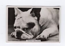 Dogs Cigarette Card 1939 French Bulldog 