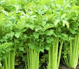 Tall Utah 52-70 Celery Seeds, NON-GMO, ORGANIC, HEIRLOOM - Free Shipping! - Picture 1 of 3