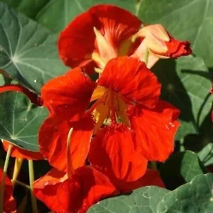 King Theodore Nasturtium - berro capuchino - 5+ semillas - semillas - Ed 082 - Imagen 1 de 1