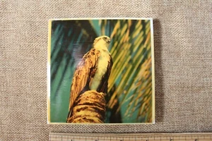 4.25" Square Tile Trivet Signed West Ward Key West Osprey Scene Photo Coaster - Picture 1 of 3