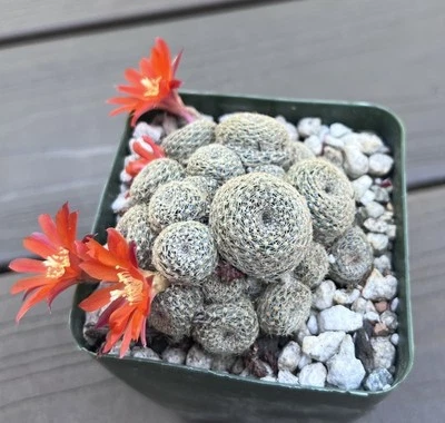 Sulcorebutia alba RARE specimen exact multihead (not mammillaria epithelantha) - Image 1 of 2