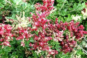 20 x DWARF BERRY SALT BUSH SEEDS-HARDY NATIVE FLOWERS- BUSH TUCKER GARDEN SHRUB - Picture 1 of 5