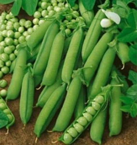 Early Alaska Pea Seed - Heirloom English Bush Peas Garden Seeds (½oz to 8oz) - Picture 1 of 2