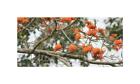 10x Erythrina poeppigiana Immortelle Baum Garten Pflanzen - Samen ID1286