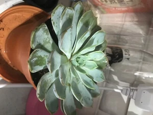 Echeveria leaf cuttings, grow your own! - Ainsley & Myrtle - Picture 1 of 5
