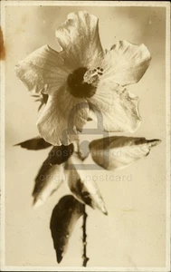 RPPC Hawaii c1910 Hibiscus Flower Real Photo Postcard 117471 - Picture 1 of 5