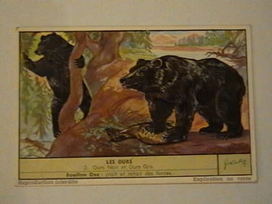 CHROMO LIEBIG N° 2 : LES OURS / Ours Noir et Ours Gris - Picture 1 of 1