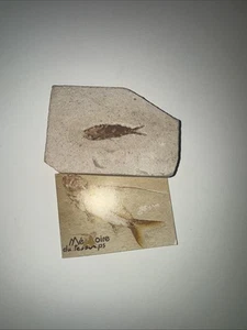 Lebanon Fish Fossil, Armigatus, Cretaceous 100 Million Years. - Picture 1 of 4