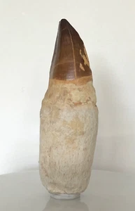 GENUINE/AUTHENTIC FOSSIL MOSASAUR TOOTH 115 mm ! - Picture 1 of 12