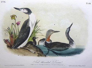 Audubon 3ª edición Octavo BUZO GARGANTA ROJA 1859 placa original 478 - Imagen 1 de 6