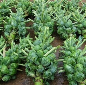 Catskill Brussel Sprout Seeds for Planting - Heirloom Non-GMO Vegetable Seeds - Picture 1 of 7
