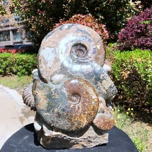 29.48LB TOP Natural Beautiful ammonite fossil conch Crystal specimen heals 1232 - Bild 1 von 22