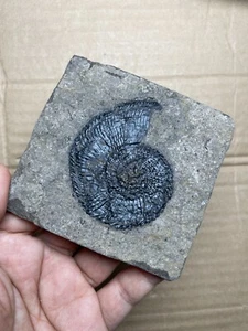 96g Triassic Natural ammonite Trachyceras specimen on rock - Picture 1 of 16
