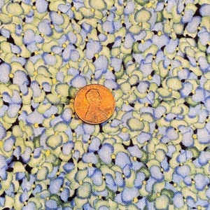 2 YD Packed Hydrangea Fabric Blue Green Quilting Cotton - Picture 1 of 5