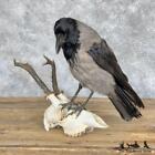 #28934 P | Hooded Crow Taxidermy Bird Mount For Sale